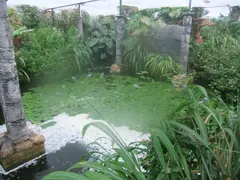 Mayan Pool