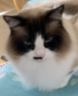 Jasper