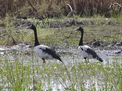 Comb Crested Magpie Geese