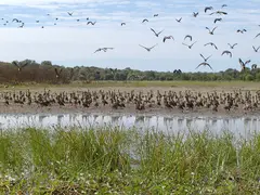 Crowd Scene