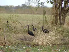 Glossy Ibis