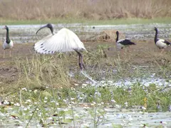 Jabiru