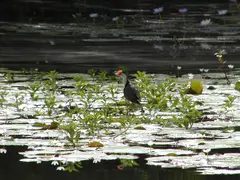 Jacana