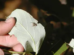 Jumping Spider