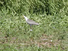 Masked Plover