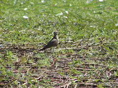 Pratincole