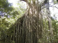 Curtain Fig Tree