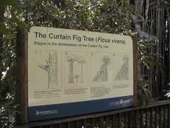Curtain Fig Tree Sign