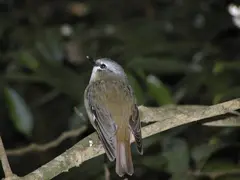 Dusky Robin