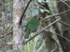 Green Catbird