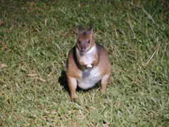 Pademelon