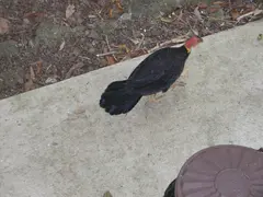 Scrub Turkey