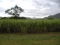 Sugarcane