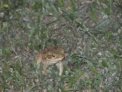 Cane Toad