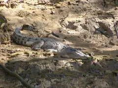 Crocodile