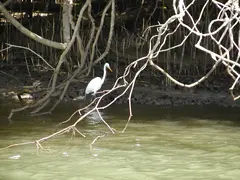 Egret