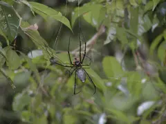 Golden Orb