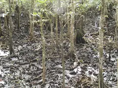 Mangrove Roots