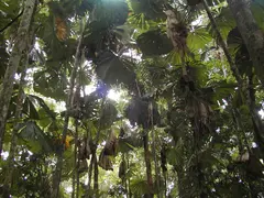 Rainforest Canopy