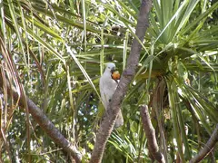 Cockatoo