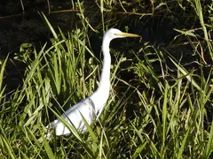 Common Egret