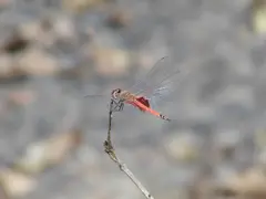 Dragonfly