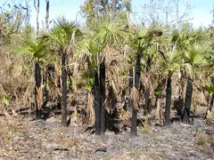 Pandanus