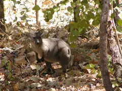 Rock Wallaby