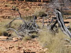 Dead Tree