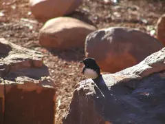 Willie Wagtail