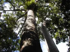 Kauri Pines