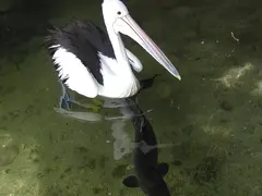 Pelican Eel