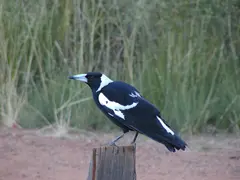 Australian Magpie