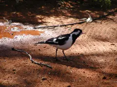 Magpie Lark