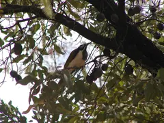 Blue Faced Honeyeater