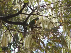 Rainbow Lorikeet