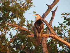 Anhinga