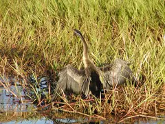 Anhinga Drying Out