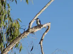 Forest Kingfisher