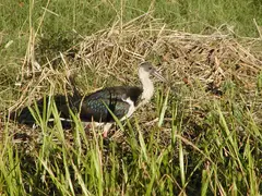 Jabiru