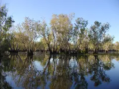 Paperbark