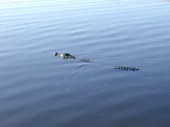 Swimming Croc