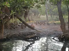 Whistling Ducks