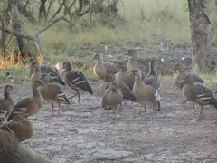 Whistling Ducks Closeup