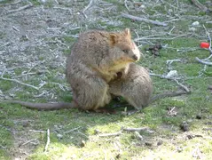 Quokka