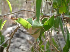 Ants Weaving