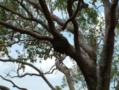 Arboreal Termites