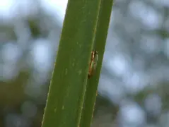 Dwarf Tree Frog2