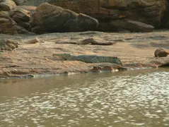 Freshwater Crocodile