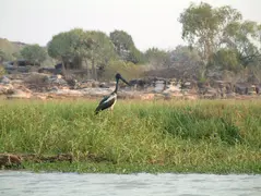 Jabiru